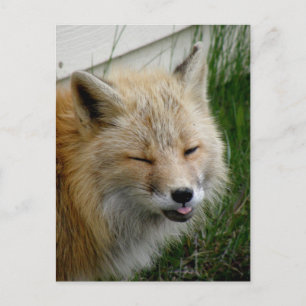 Aleutian Fox met Funny Expression Briefkaart