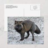 Aleutian Fox op Unalaska Island Briefkaart (Voorkant / Achterkant)