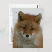 Aleutian Red Fox Briefkaart (Voorkant / Achterkant)
