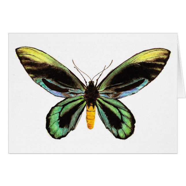 Alexandra's Birdwing (Voorkant Horizontaal)