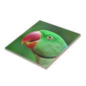 Alexandrine Parakeet Tegeltje (Zijkant)