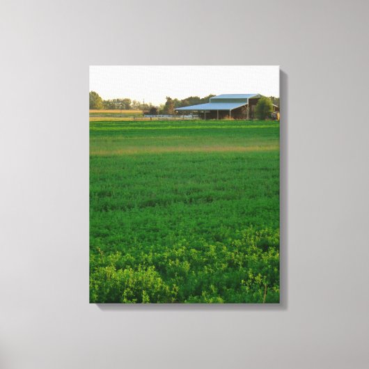 Alfalfa Field Canvas Afdruk (Voorkant)