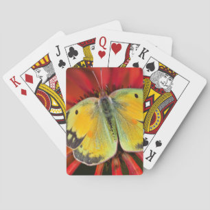 Alfalfa Vlinder Op Kegel Bloem Pokerkaarten