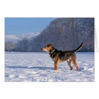 Alfie in sneeuw