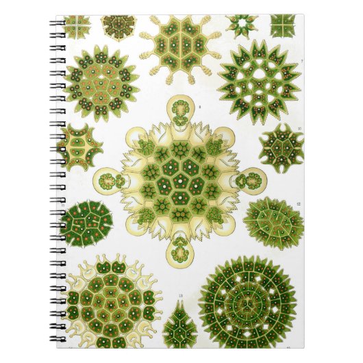 Algae-laptop Notitieboek (Voorkant)