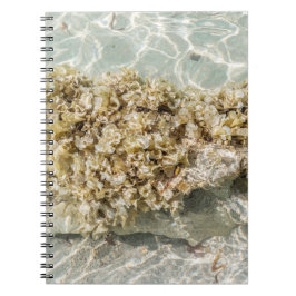 Algas Spiraal Foto Notitieboek