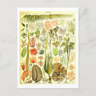 Algen Botanische Illustratie Briefkaart