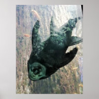 Algeneter in een aquarium.