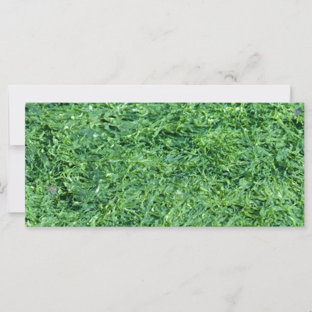 Algengroene achtergrond (Voorkant)