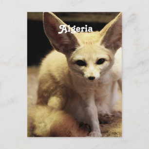 Algerije Fennec Fox Briefkaart