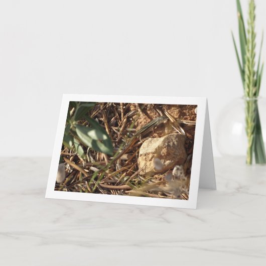 Algerijnse zandracer, Psammodromus algirus, hagedi Kaart (Voorkant)