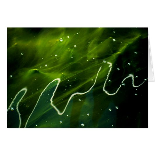 Algues vertes et eau gccnm (Devant horizontal)