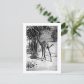 Alice B. Woodward : Carte postale Altecamelus (Debout devant)