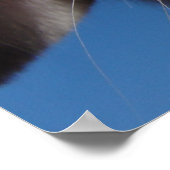 Alice - White Lop Rabbit Poster (Hoek)