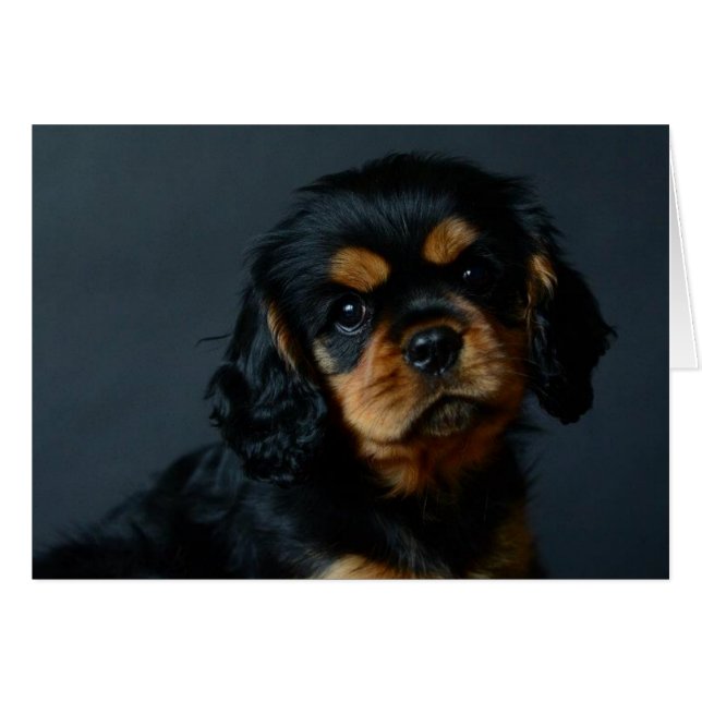 Alices desi.jpg (Devant horizontal)