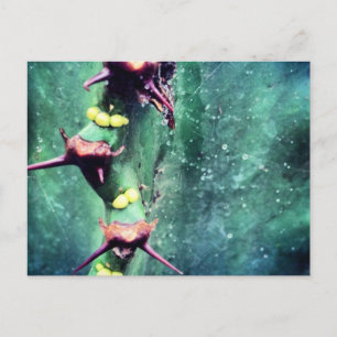 Alien Cactus Briefkaart