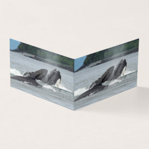 Alimentation des baleines à bosse