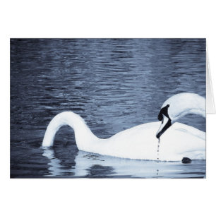 Alimentation des cygnes