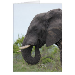Alimentation des éléphants