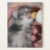 Alimentation en bouteille Secourt nouveau-né Tabby (Dos)