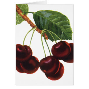 Aliments de fruits vintage, cerises mûres d'un arb