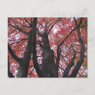 Ali's Perspectief Briefkaart