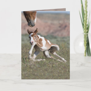 All Legs Wild Horse Wenskaart Kaart
