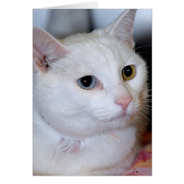 All-White Shorthair Cat Greeting/Note Cards (Voorkant)