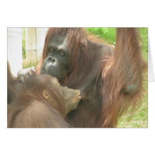 Allaitement d'Orangutan