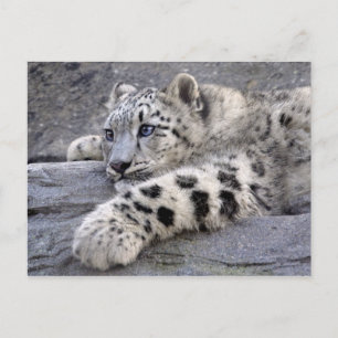 Alle Briefkaart met afspeelplaat