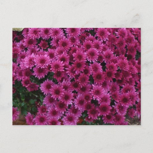 Alle kleuren van het eiken Park Il vallen. Briefkaart (Voorkant)