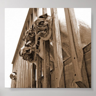 ALLE PUGS OP DECK canvas Poster