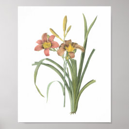 alledaags (Hemerocallis fulva) door Redouté Poster