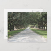 Allée de chêne chez Boone Hall, carte postale de (Devant / Derrière)