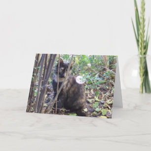 Alleen katten en katjes - blanco kaart