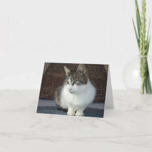 Alleen katten en katjes - lege kaart