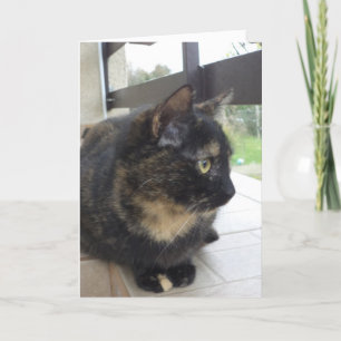 Alleen katten en katjes - lege kaart