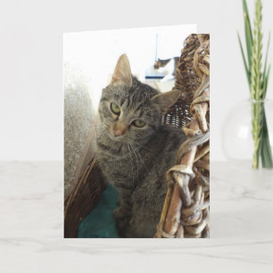 Alleen katten en katjes - lege kaart