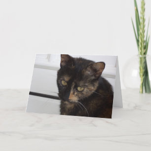 Alleen katten en katjes - lege kaart