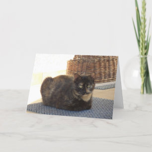 Alleen katten en katjes - lege kaart