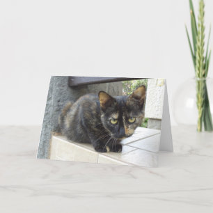 Alleen katten en katjes - lege kaart