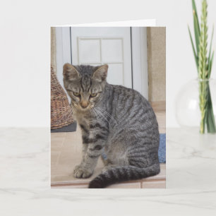 Alleen katten en katjes - lege kaart
