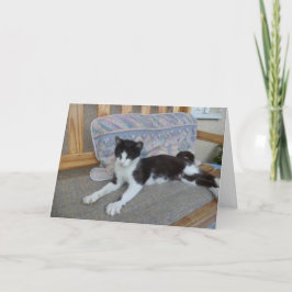 Alleen katten en kittens - blanco kaart