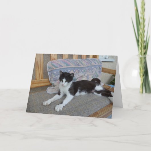 Alleen katten en kittens - blanco kaart (Voorkant)