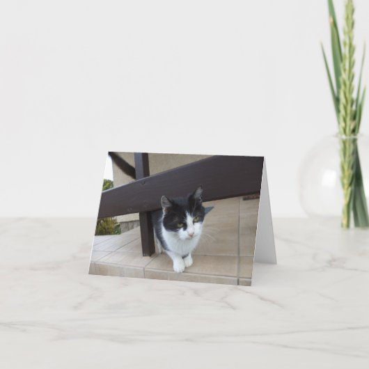 Alleen katten en kittens - blanco kaart (Voorkant)