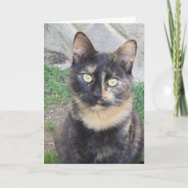 Alleen katten en kittens - blanco kaart