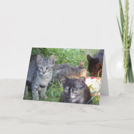 Alleen katten en kittens - blanco kaart