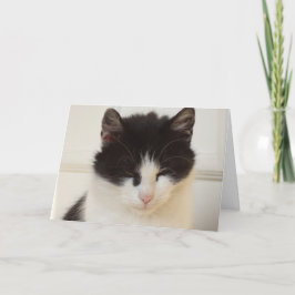 Alleen katten en kittens - blanco kaart