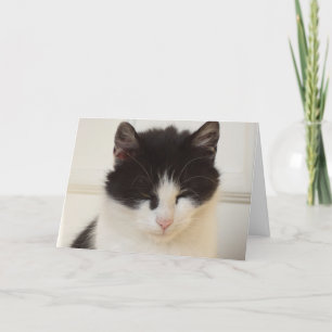 Alleen katten en kittens - blanco kaart