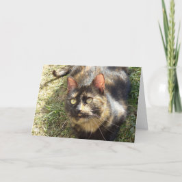 Alleen katten en kittens - blanco kaart